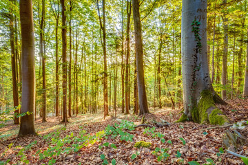 Summer Forrest Sunrise
