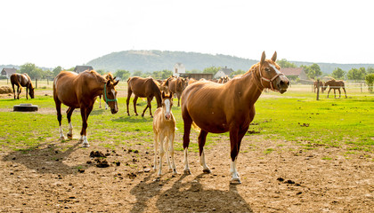 Fototapeta premium Horse group on fild with babies