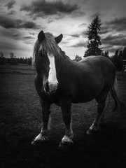 Majestic Belgium horse