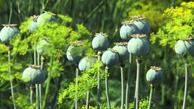 poppy capsule