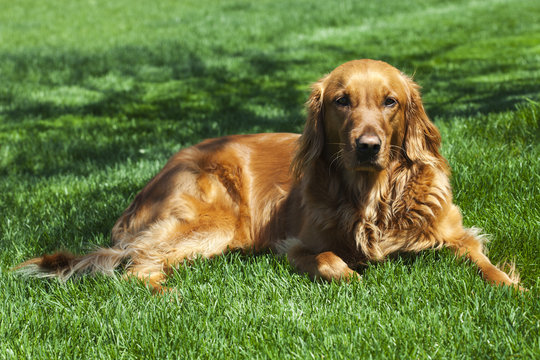 Beautiful dog lying down on green grass