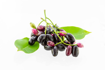 Jambolan plum