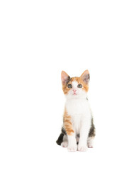 Cute young tortoiseshell cat looking up at a white background