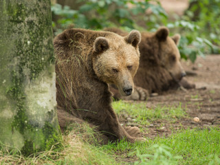 Two brown bears in a forest