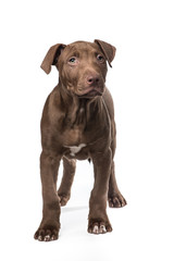 Cute standing brown pitbull puppy at a white background