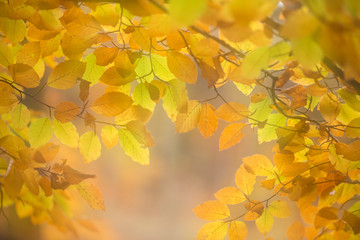 Autumn forest leaves and colours for a background