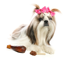 Long coated Yorkshire Terrier lies 