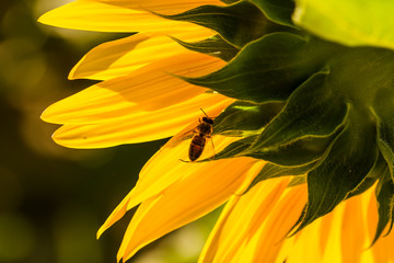 abeille et tournesol de Provence/2