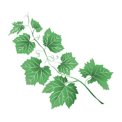 Grape Leaves baroque plants