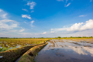 rice field in flooding season
