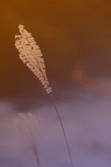 Grass flower in vintage tone.