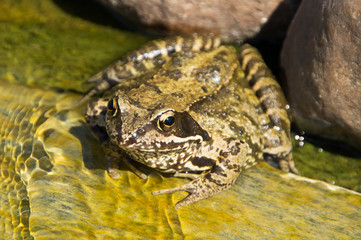 Frosch, Seefrosch, Amphibie