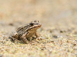Little brown frog in a dried up pond