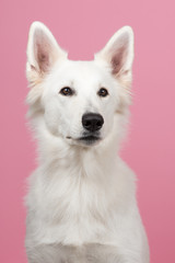 Portrait of a Swiss white shepherd at a pink background