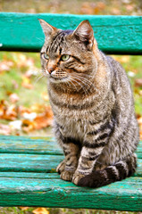 tabby cat on the bench