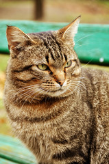 tabby cat on the bench