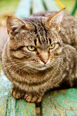 tabby cat on the bench