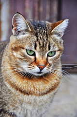 nice tabby cat with turquoise eyes
