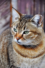 nice tabby cat with turquoise eyes