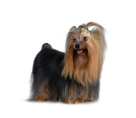 yorkshire terrier isolated on white
