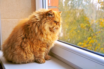 fat cat sitting on a windowsill and looking out the window