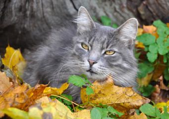 cat and fallen dry leaves, autumn