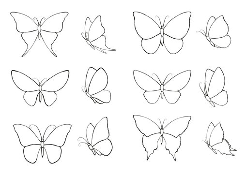Coloring Page Of Butterflies On A White Background Outline Sketch Drawing  Vector, Realistic Butterflies Drawing, Realistic Butterflies Outline,  Realistic Butterflies Sketch PNG and Vector with Transparent Background for  Free Download