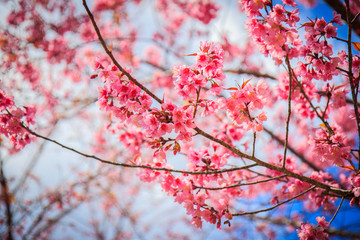 Japanese cherry blossom in spring