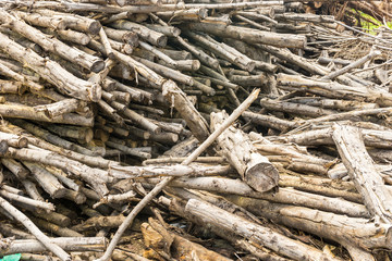 Leucaena Taramba,timber Biomass Energy 