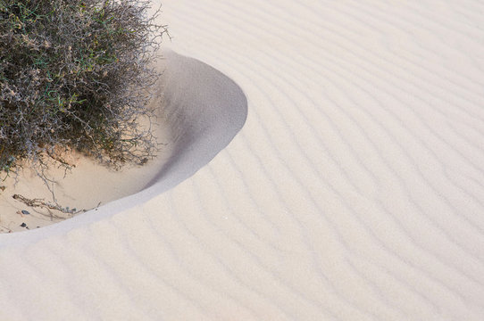 Sand with desert plants.