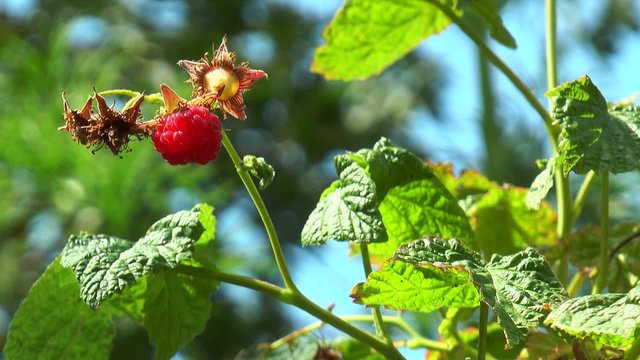 raspberry hangs on the branch