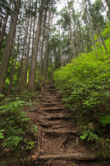新緑に覆われた遊歩道（東京奥多摩の海澤の三滝）