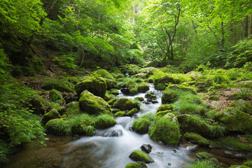 苔に覆われた緑豊かな渓流（東京奥多摩の海澤の三滝）