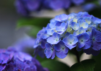 梅雨の花　紫陽花　Flower of the rainy season Hydrangea 