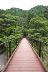 Fototapeta na wymiar 奥多摩の吊り橋