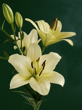 Fototapeta yellow lily on dark background close up