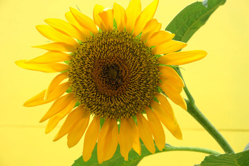 Obraz premium Sun flower and yellow background