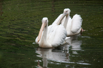 Pélicans -Pelecanus - sur l'étang