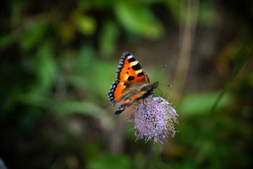 Schmetterling Kaisermantel auf einer Wiese