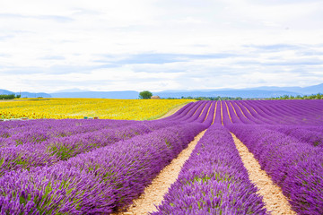 Plakat Blossoming lavender and sunflower fields in Provence, France.