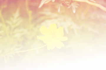  Cosmos flower in motion blur, with gragient filter effect