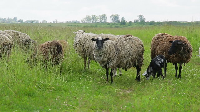 Sheep graze in a field