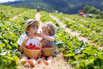 Two little sibling boys on strawberry farm in summer © Irina Schmidt