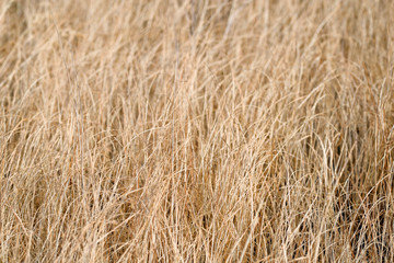 Dry faded grass/Background of dry faded grass