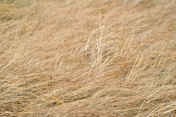 Dry faded grass/Background of dry faded grass