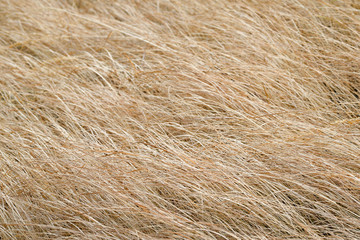 Dry faded grass/Background of dry faded grass