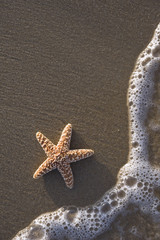 Starfish on beach sand, foam of the sea