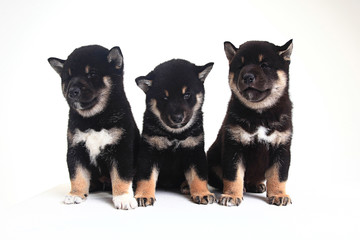 group of puppies on a white background