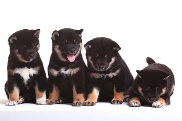 group of puppies on a white background