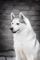 Portrait of Siberian Husky in winter